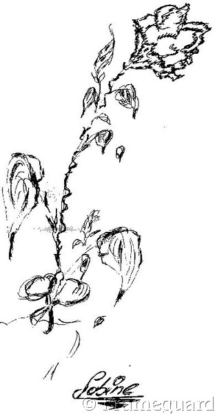 Sabine Hoffer - Rose (Federzeichnung).jpg