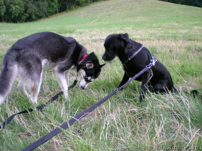 Am Cobenzl - Suki und Tarja.JPG