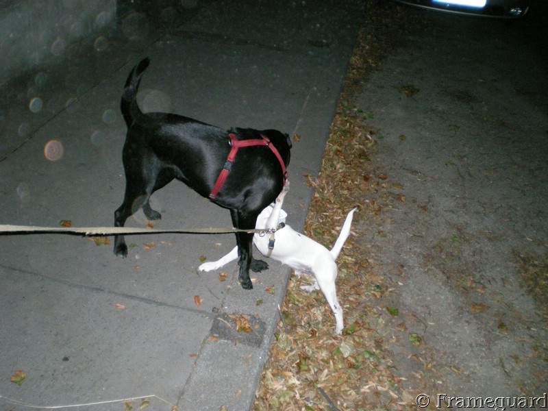 Hundefreundschaften 1.JPG