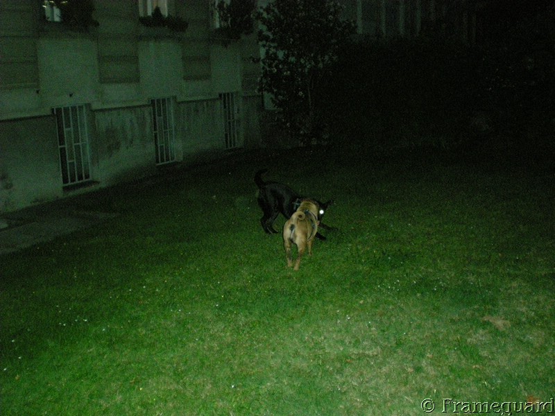 Hundefreundschaften 3.JPG