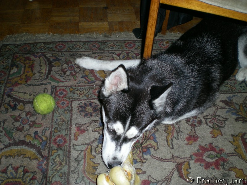 Suki hat Besuch 3 - Tarja.JPG